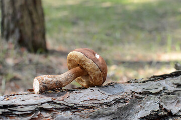 The mushroom lies on a tree log against the background of grass in the forest. Wild boletus...