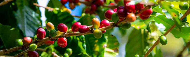 Fresh coffee beans Coffee beans on trees Coffee beans ripening, fresh coffee,red berry branch