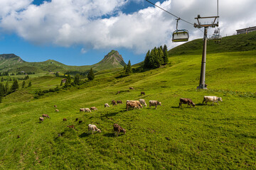 Alpenblick mit Kühen und LIft