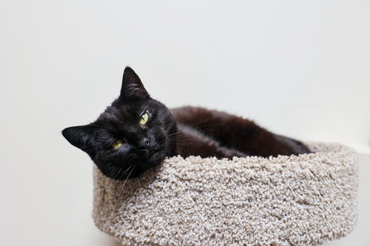 Black Cat Resting in Cat Tower