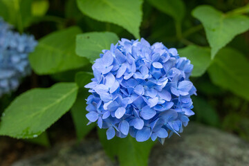 BLue Hydrangea Flowers and Leaves