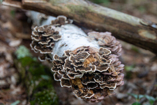 Shelf Mushrooms on a White Log