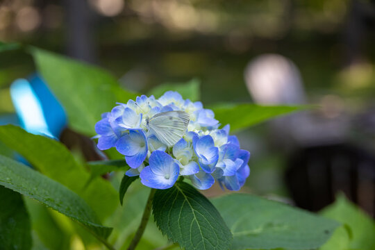 Small White Butterfly on Blue anf White Hydrangea Flowers