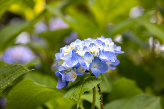 Blue and White Hydrangea Flowers