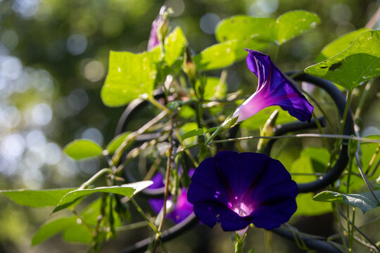 Purple Morning Glory Flowers Growing Through a Garden Gate