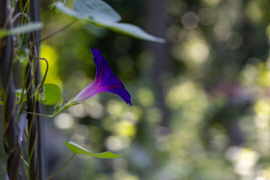 Purple Morning Glory Flower Growing Through a Garden Gate