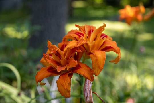 Two Orange Flowers in a Garden in Connecticut