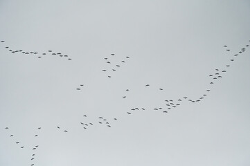 Flock of Cranes in flight formation during migration in autumn. Group of birds flying to the south. 