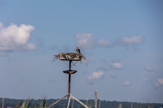 Osprey Perched on Manmade Nesting Platform in Griswold Cove in Connecticut