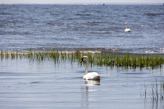 Swan Swimming In Griswold Cove in Connecticut