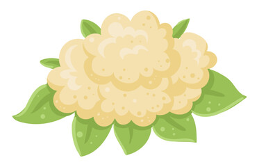 Cartoon white cauliflower. Fresh organic cabbage, farm garden vegetable for healthy food flat vector illustration on white background