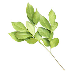 Fresh green murraya leaves isolated on transparent background