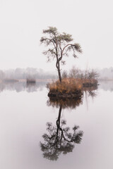 Reflection of foggy pine tree in a lake with autumn colors | Landscape Photography Netherlands