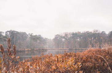 See-through autumn bushes to monochrome foggy trees | Landscape Photography, The Netherlands