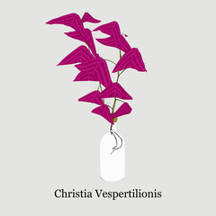 Ornamental Plant Christia Vespertilionis  Illustration Design 2