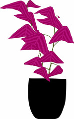 Ornamental Plant Christia Vespertilionis  Illustration Design 1