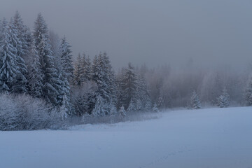 snow covered trees in winter