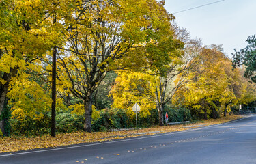 Seatac Yellow Autumn Trees 11