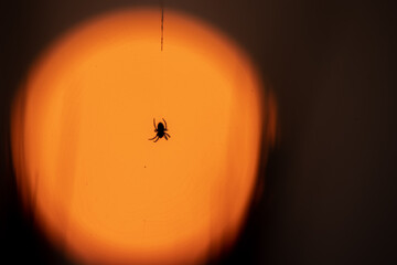 hanging spider with red sunset in the background