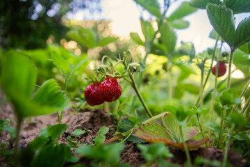 Closeup of fresh organic garden strawberries