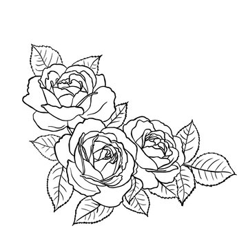 Sketch of a bouquet of roses. Black outline on a white background. Drawing vector graphics with floral pattern for design. Vector illustration.