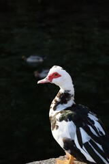 Wild waterfowl duck out of lake water close-up. Birds and animals in wildlife concept. 
