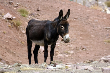 Fototapeta premium La grande traversée de l’Atlas au Maroc, 18 jours de marche. Traversée du plus beau village du Maroc : Megdaz avec ses noyers centenaires et du village de Tagoukht