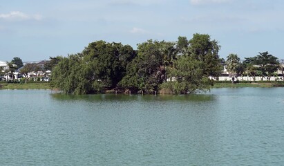 A small island in the middle full the trees of  the swamp in the city.