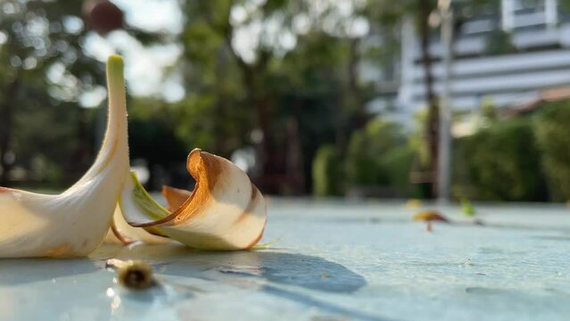 Close up shot magnolia champaca flower on wet basketball court with basketball bouncing in background. Blurred trees and building - day 