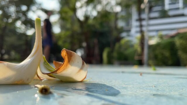 Close up shot magnolia champaca flower on wet basketball court. Blurred man playing and shooting a basketball with trees and building - day