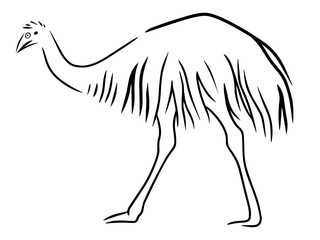 emu (Dromaius novaehollandiae) vector line illustration