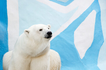 Obraz premium polar bear in zoo against backdrop of ice scenery. Portrait of a polar bear looking away