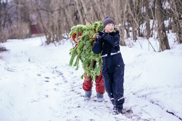 Two brothers carry a pine tree for the birth night. Two boys chose a tree to setting up a Christmas...
