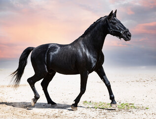 Fototapeta na wymiar black stallion in nature