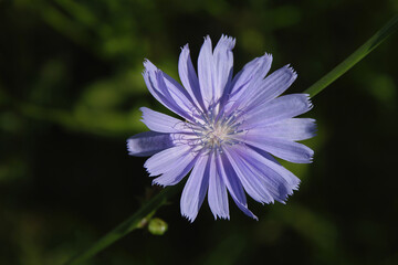 Chicory flower on a dark natural background. Chicory roots are used to make coffee in folk medicine. Close-up. Selective focus with copy space.