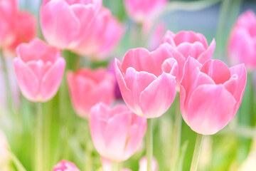 The beautiful tulip flowers in the garden using as the nature background and spring season wallpaper concept.