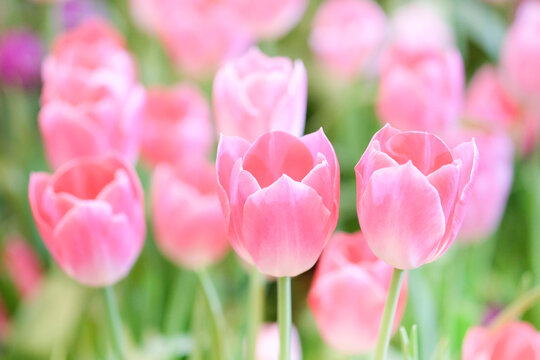 The beautiful tulip flowers in the garden using as the nature background and spring season wallpaper concept.