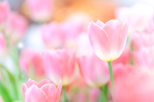 The beautiful tulip flowers in the garden using as the nature background and spring season wallpaper concept.