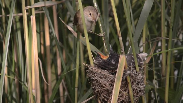 Eurasian Reed Warbler (Acrocephalus scirpaceus) feeding gray cuckoo chick (Cuculus canorus) in nest.