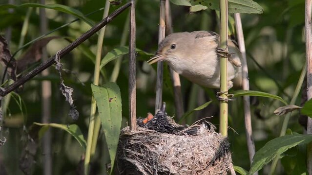 Eurasian Reed Warbler (Acrocephalus scirpaceus) feeding gray cuckoo chick (Cuculus canorus) in nest.
