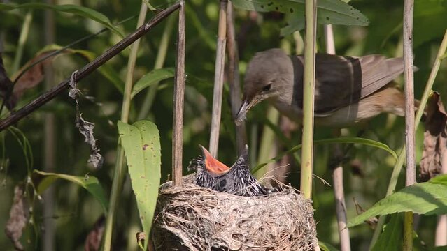 Eurasian Reed Warbler (Acrocephalus scirpaceus) feeding gray cuckoo chick (Cuculus canorus) in nest.