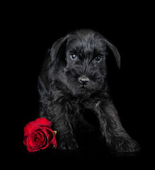 miniature schnauzer in studio