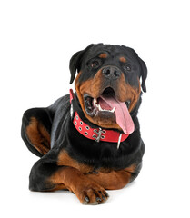 rottweiler in studio