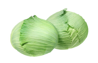 キャベツのイラスト リアル