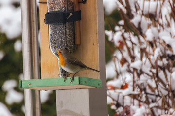 Bird with Snow on Food Spot