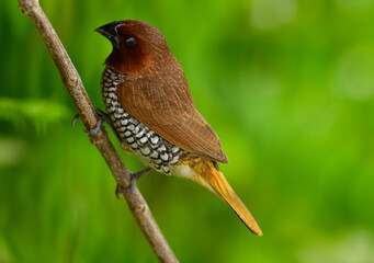 Sleeping robin on a branch