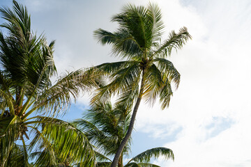 Fototapeta na wymiar Green Coconut Palm Tree Leaves Against