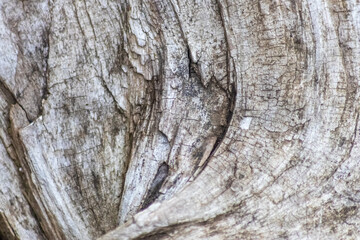 Natural figure organic wood grain shows tree bark details of hardwood surface cut for furniture production in timber and lumber industry as sustainable material renewable resource natural wood grained