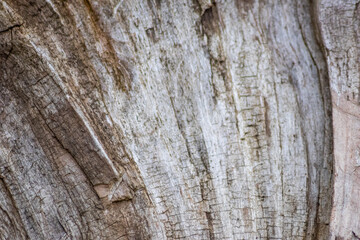 Natural figure organic wood grain shows tree bark details of hardwood surface cut for furniture production in timber and lumber industry as sustainable material renewable resource natural wood grained