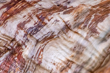 Naklejka premium Natural figure organic wood grain shows tree bark details of hardwood surface cut for furniture production in timber and lumber industry as sustainable material renewable resource natural wood grained